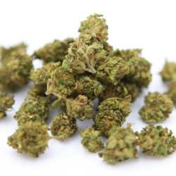 AMNESIA SMALL BUDS - VRAC 100G